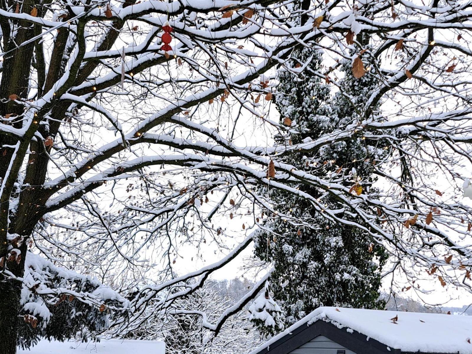 Sauerland-Tinyworld - Ihr Tiny Ferienhaus Im Sauerland Am Diemelsee Exteriör bild